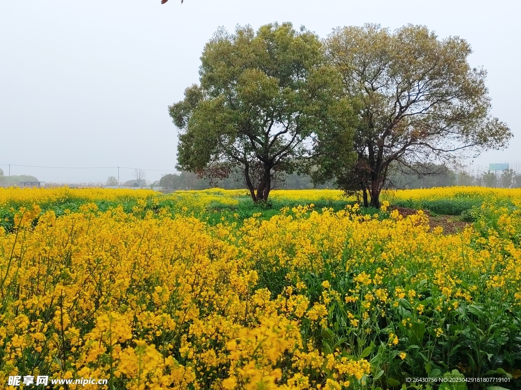 油菜花风景