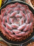 多肉盆栽