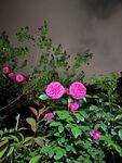 紫色月季花