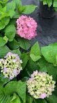 绣球花
