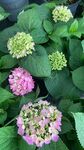 绣球花