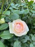 粉色月季花