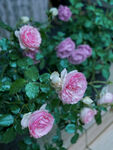 粉色月季花