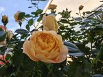 橙色月季花