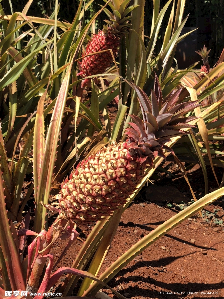 菠萝