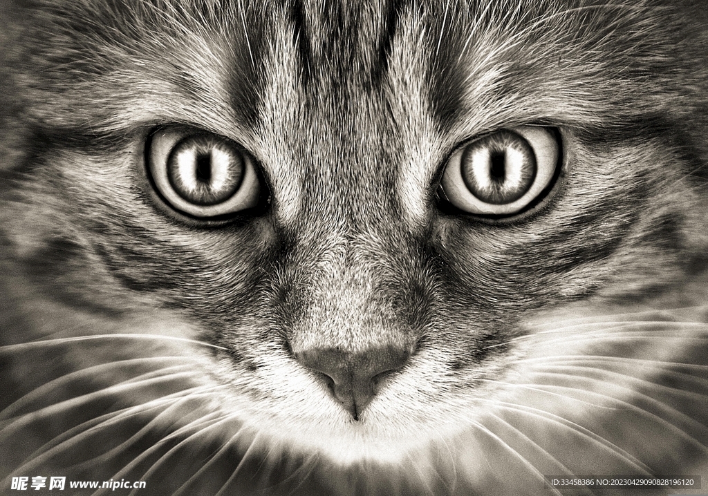 猫