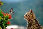 猫
