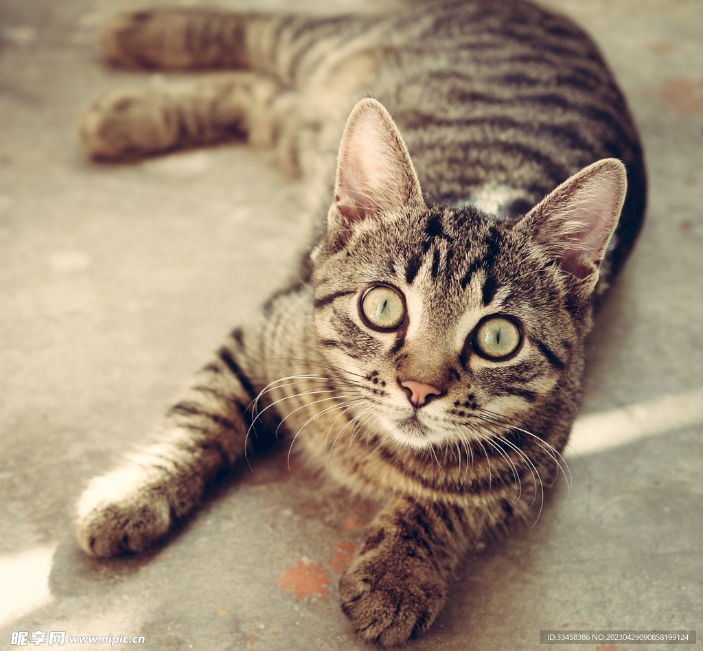 猫