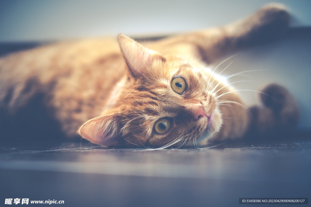 猫