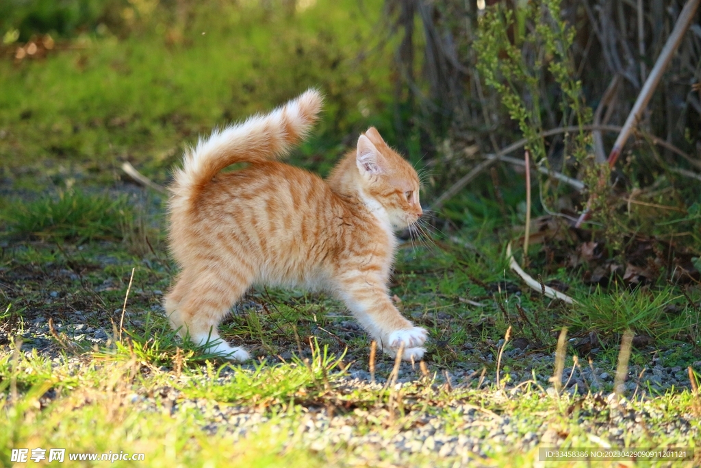 猫