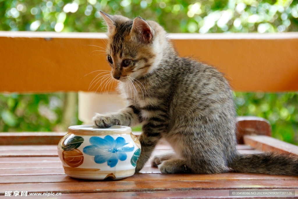 猫
