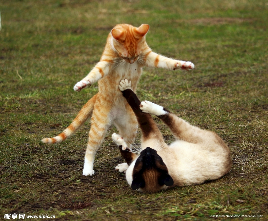 猫