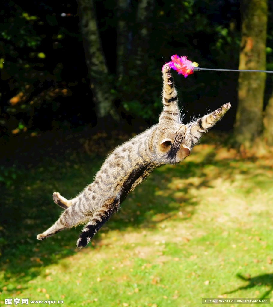 猫