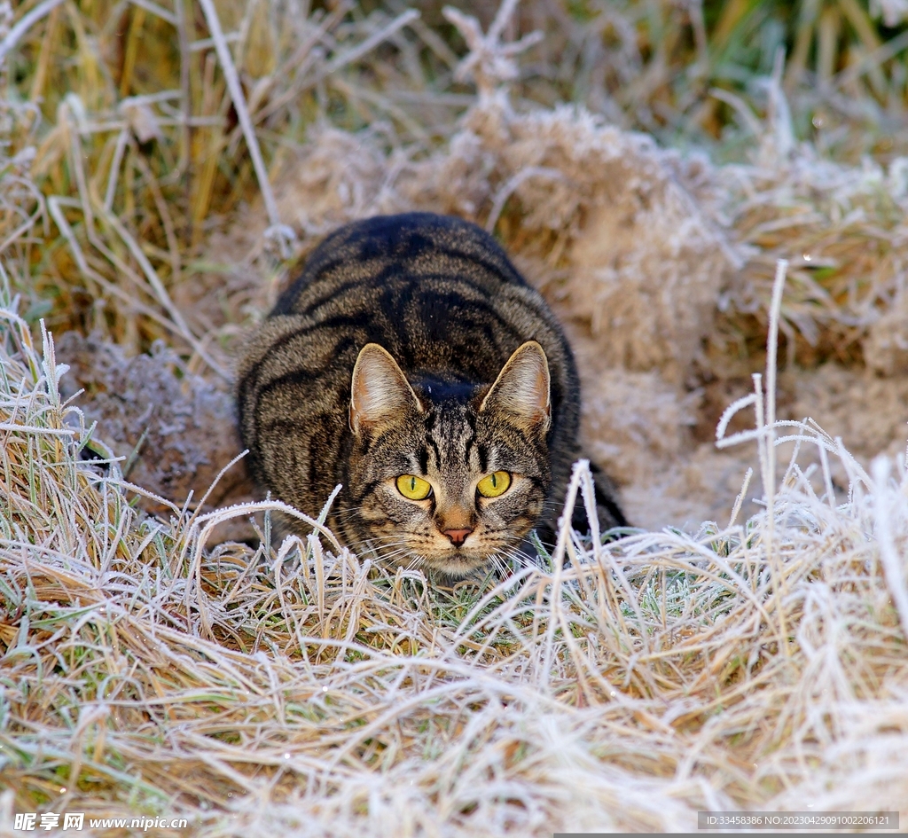 猫