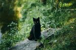 猫