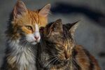 猫