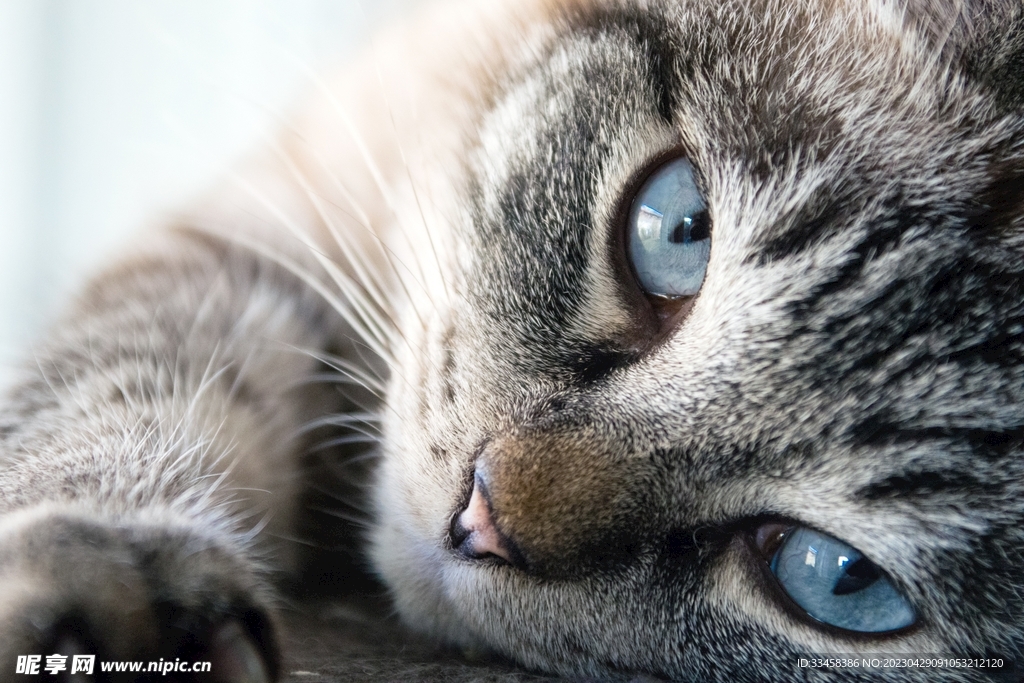 猫