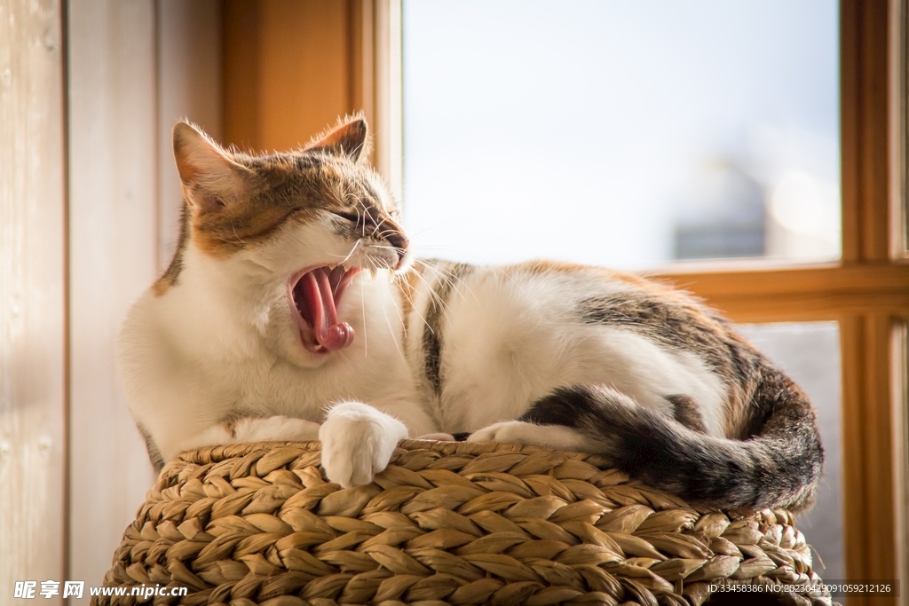 猫