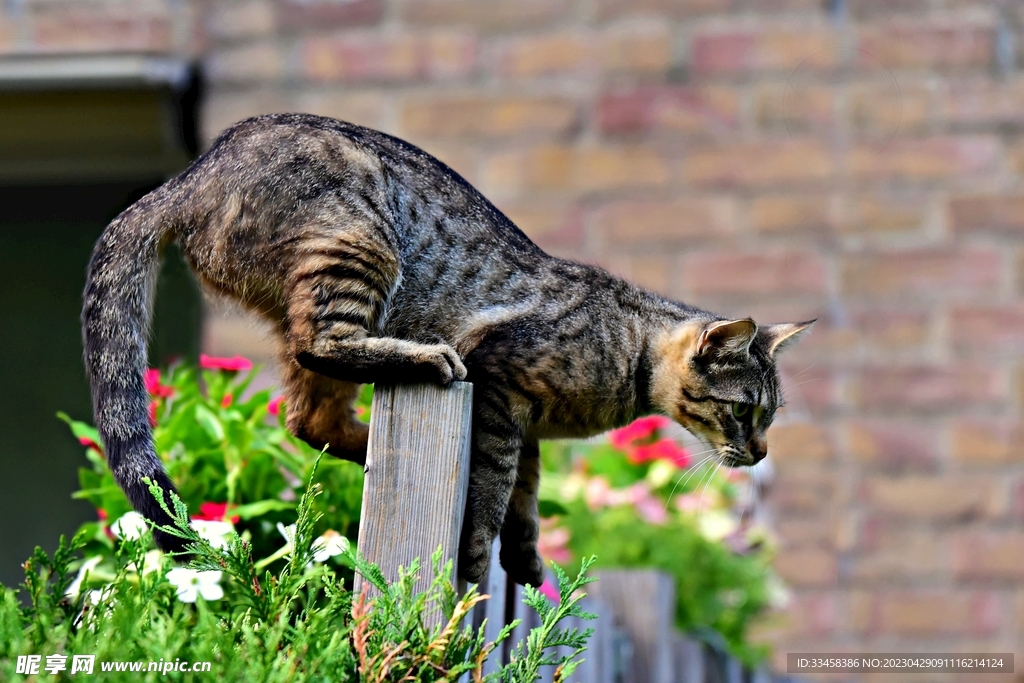 猫