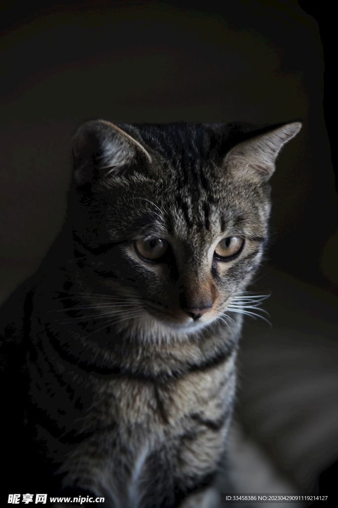 猫