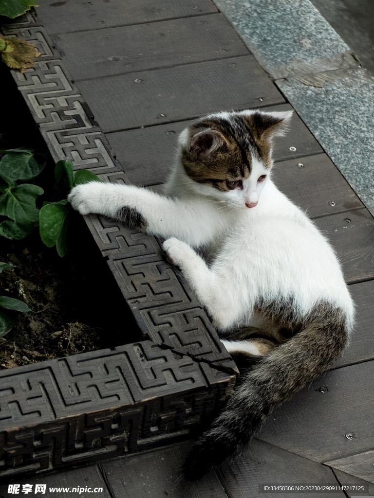 猫