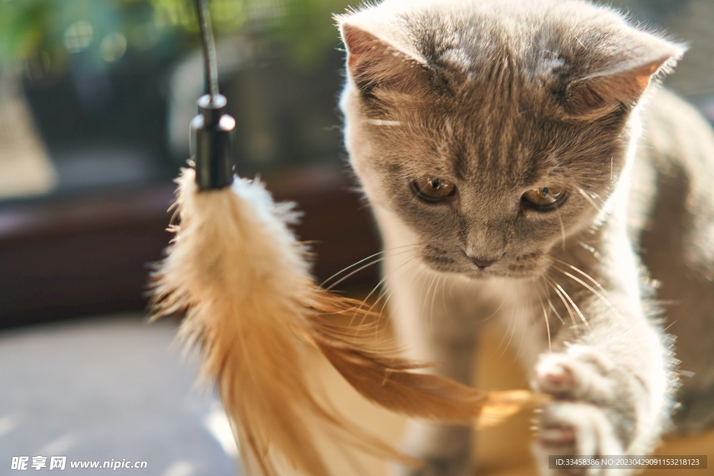 猫