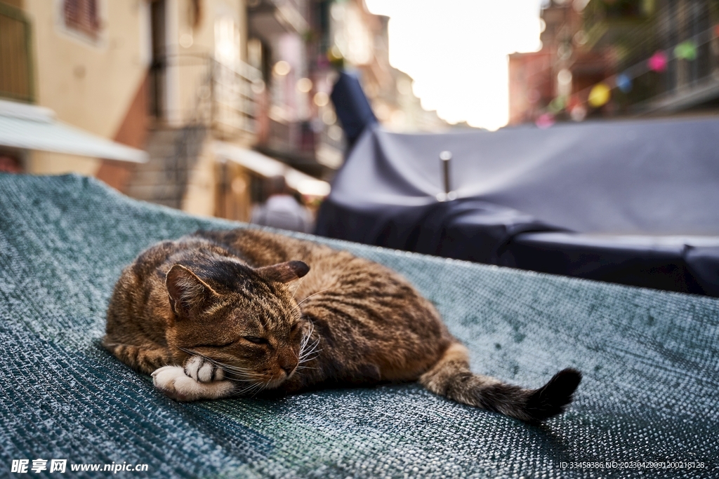 猫