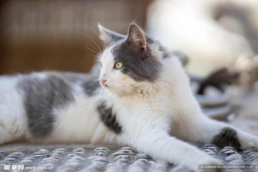 猫
