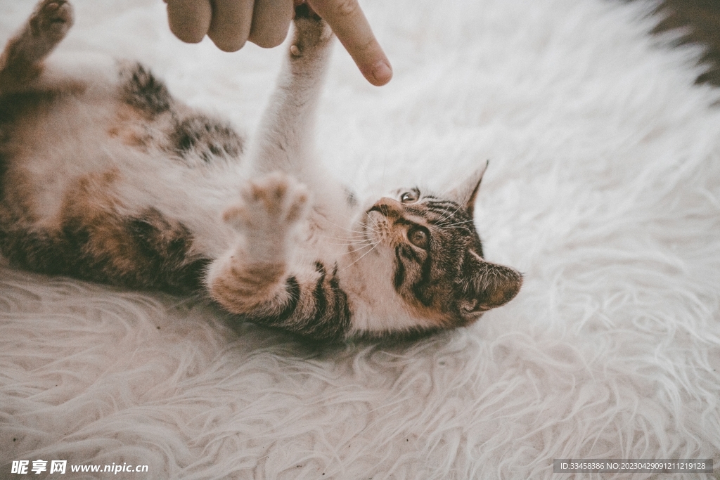 猫