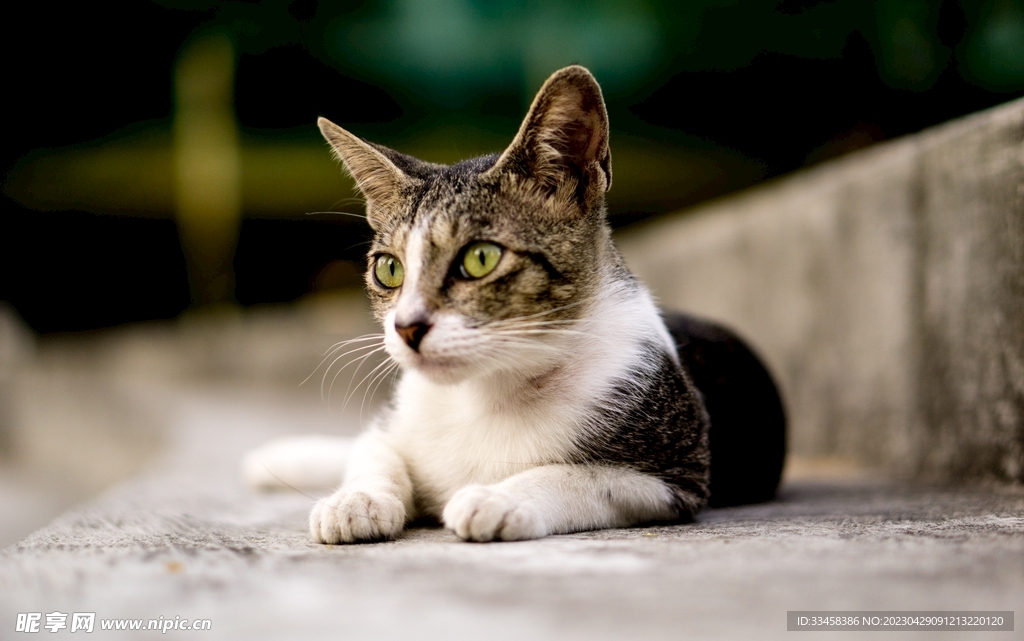 猫