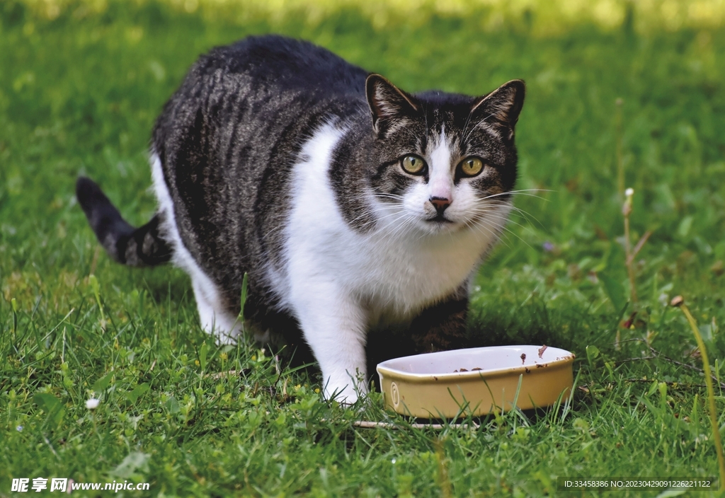 猫