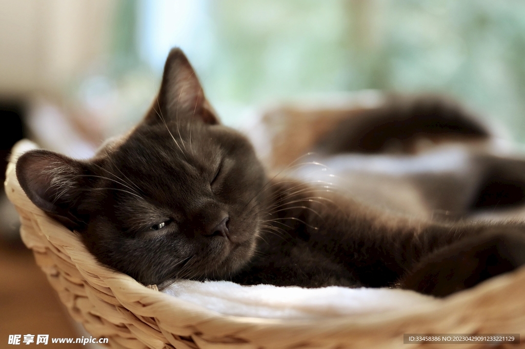猫