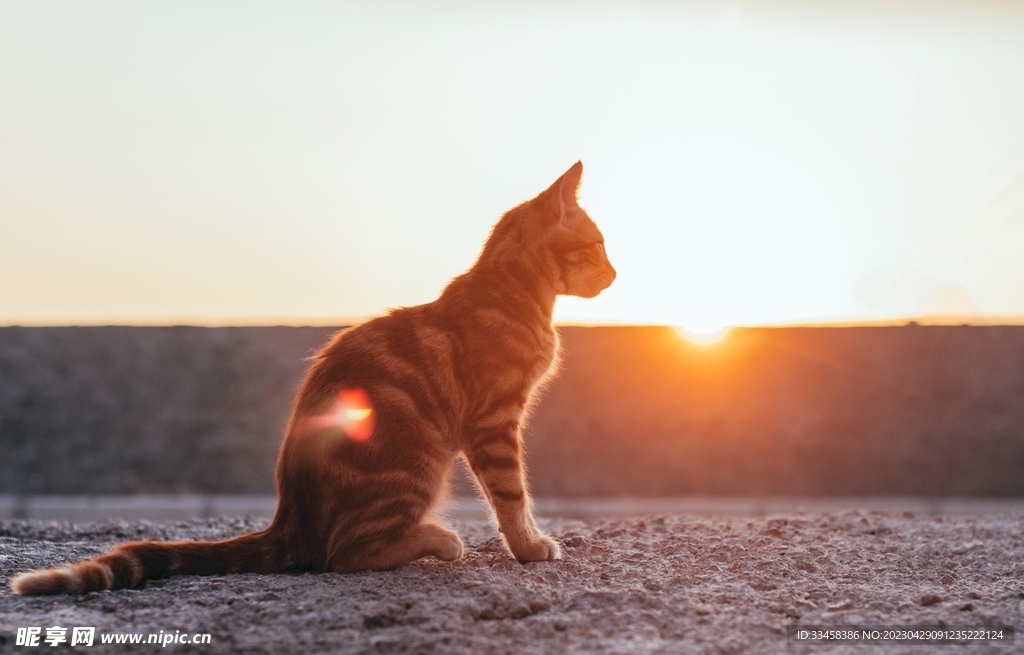 猫