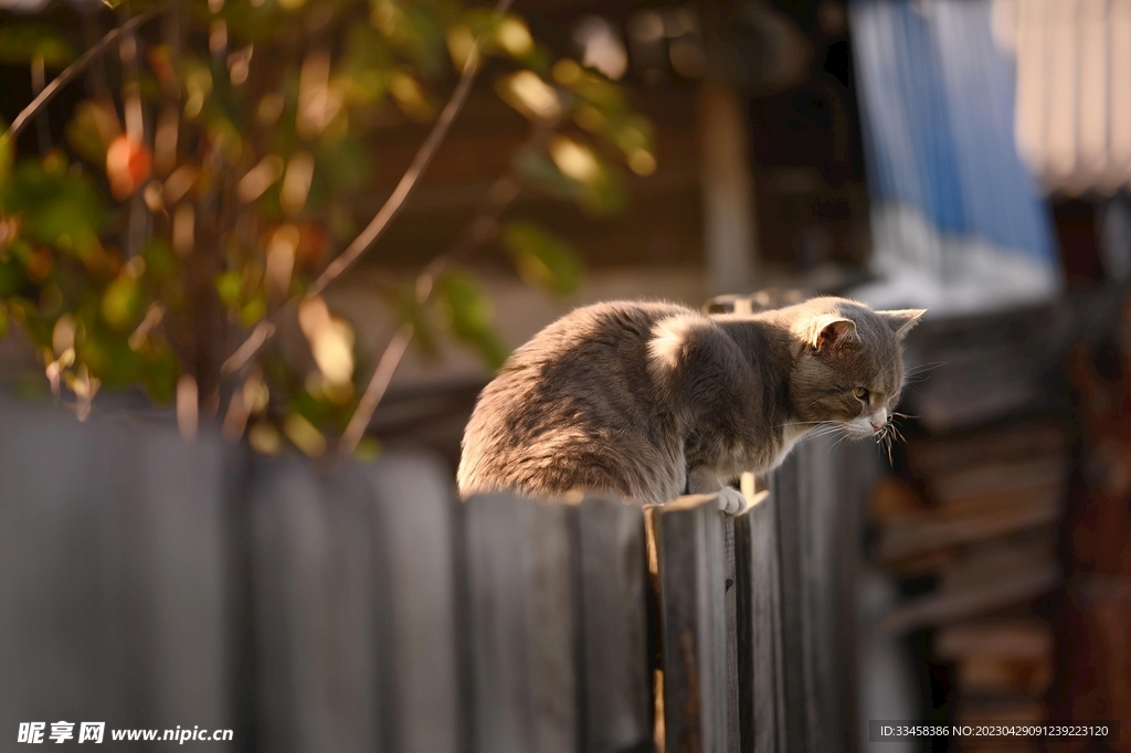 猫