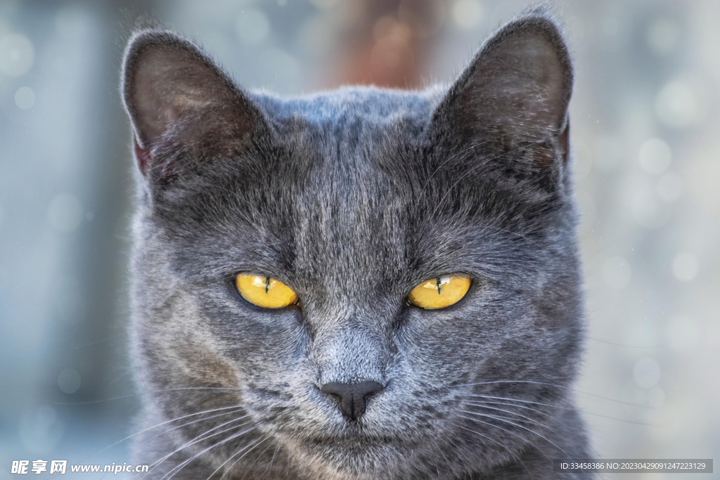 猫