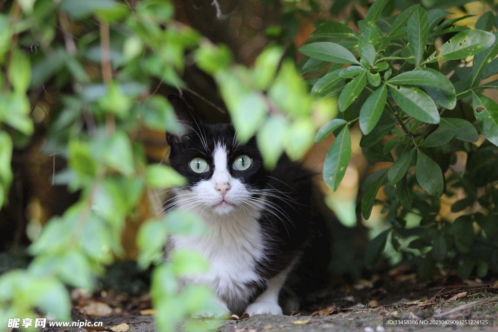 猫