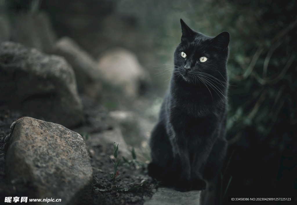 猫