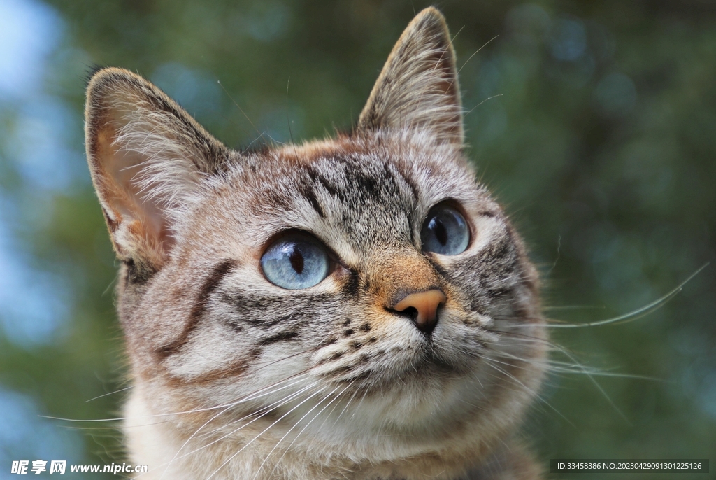 猫