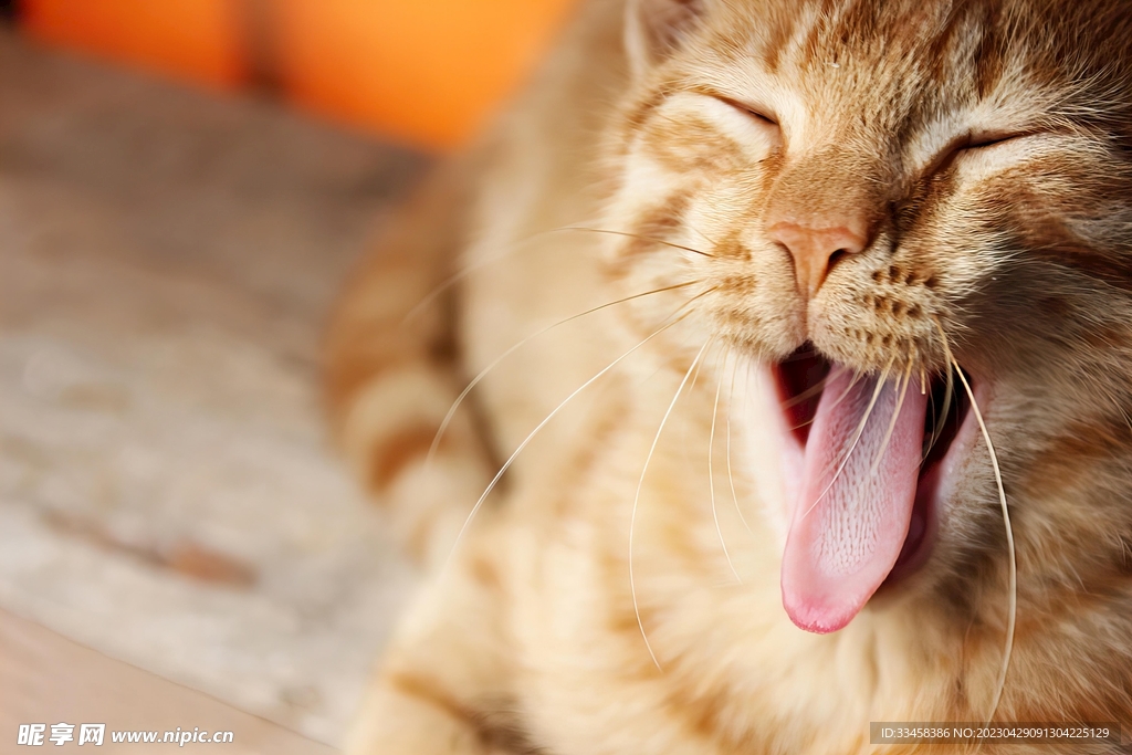 猫