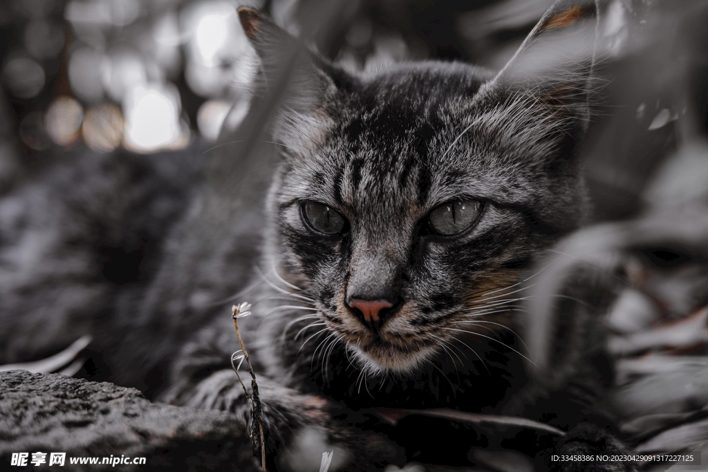 猫