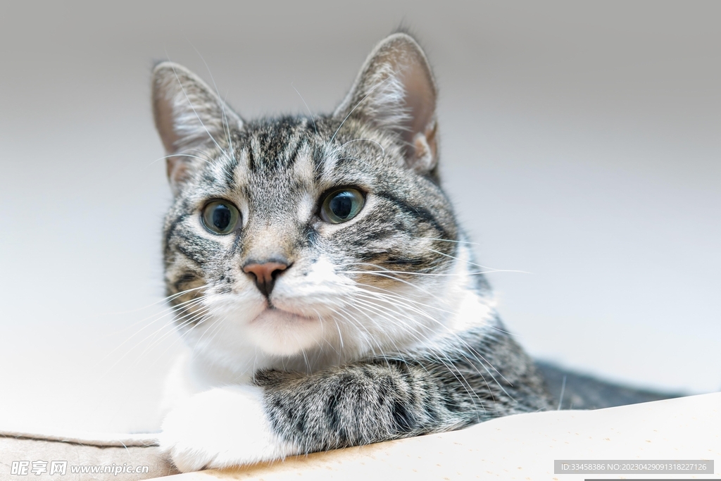 猫