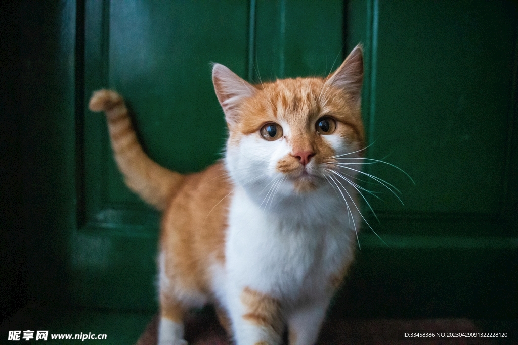 猫