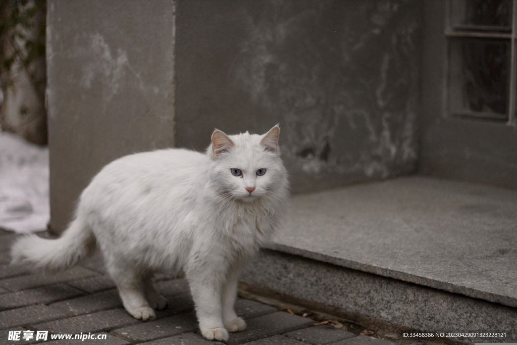 猫