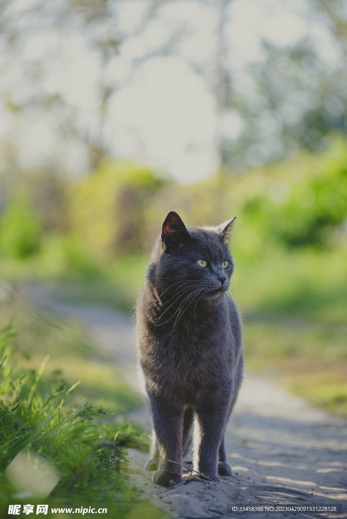猫