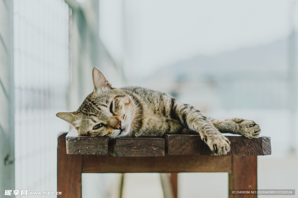 猫