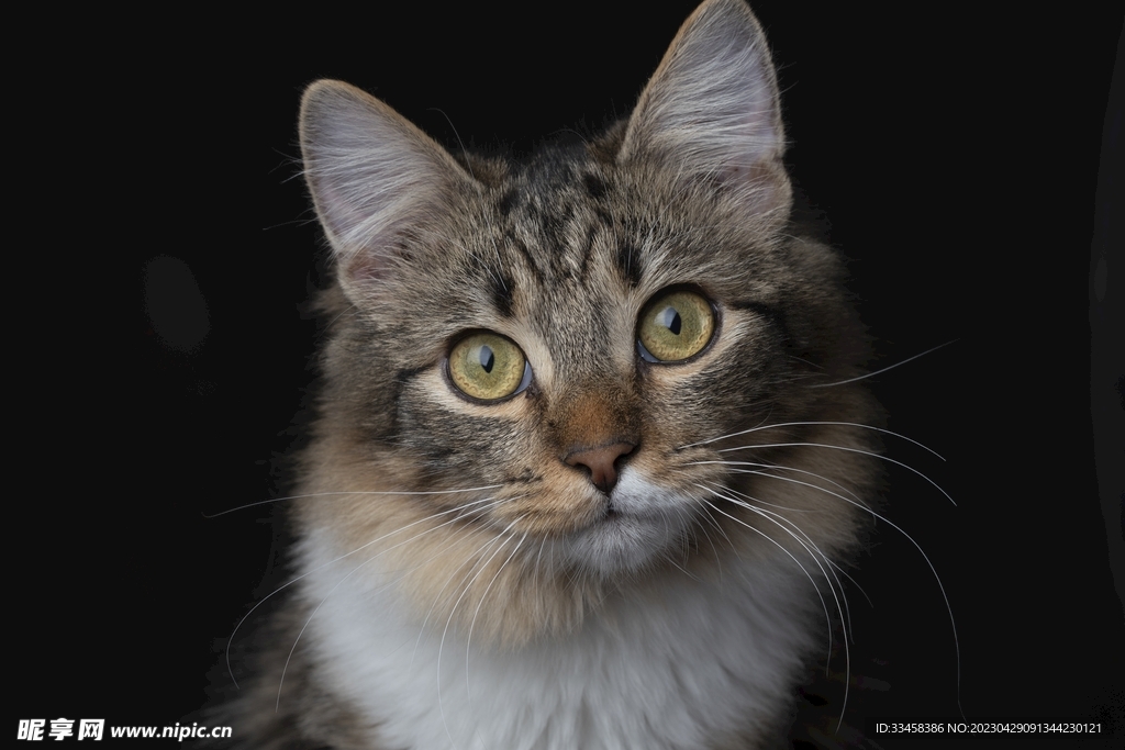 猫