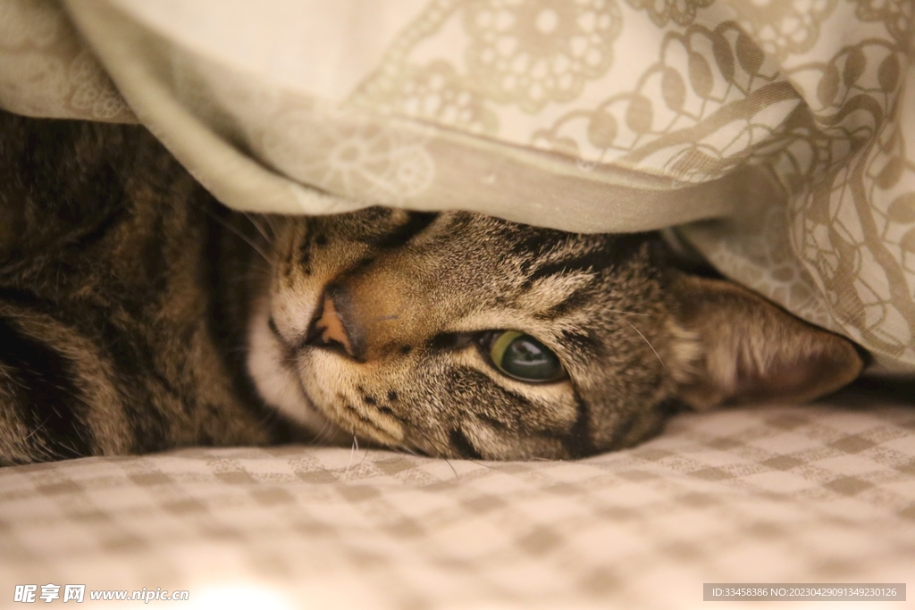 猫