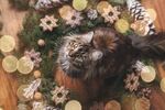 猫