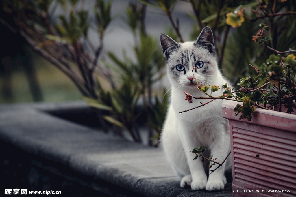 猫