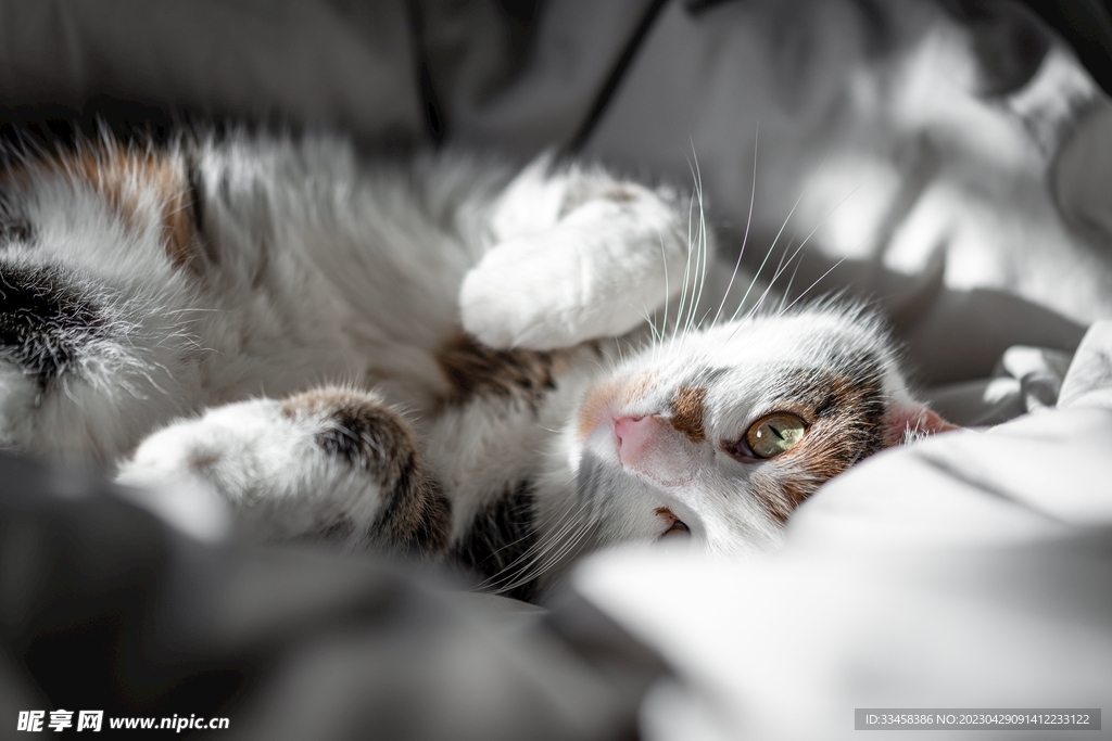 猫